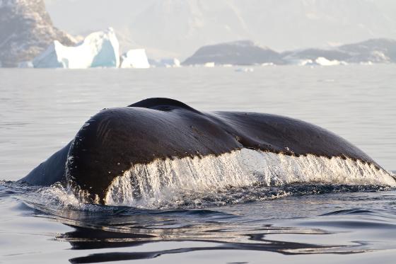 Whale tail