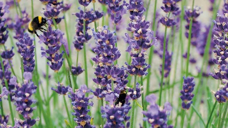 Lavendel. Kilde: NHM. Foto: Ragna Bruland.