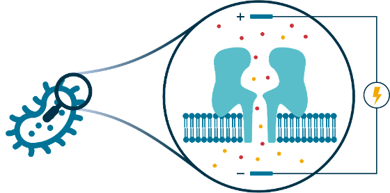 Patch clamp electrophysiology enables the study of models of bacterial porins.