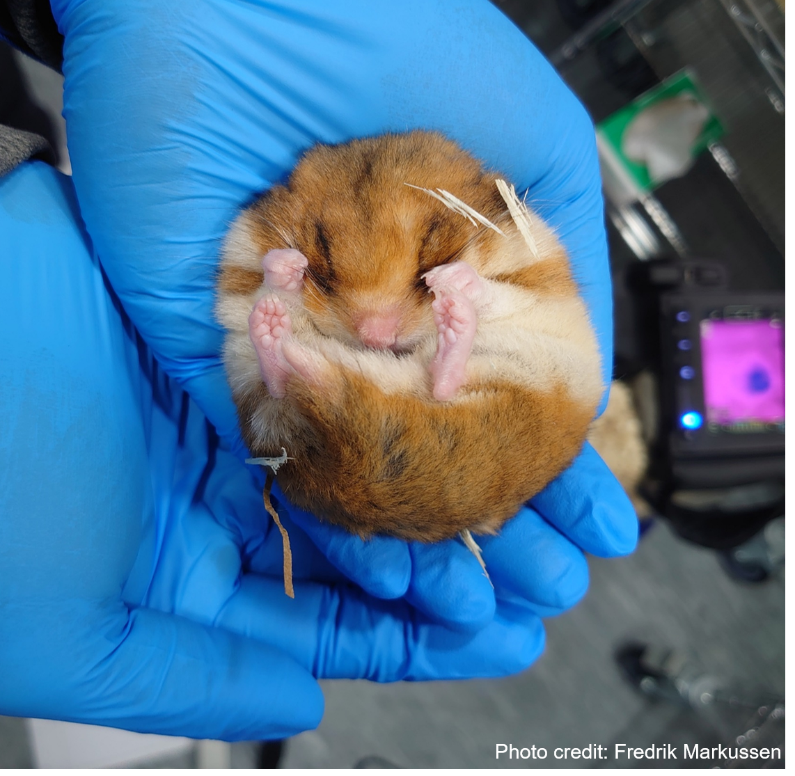 Torpid_hamster_cred.png