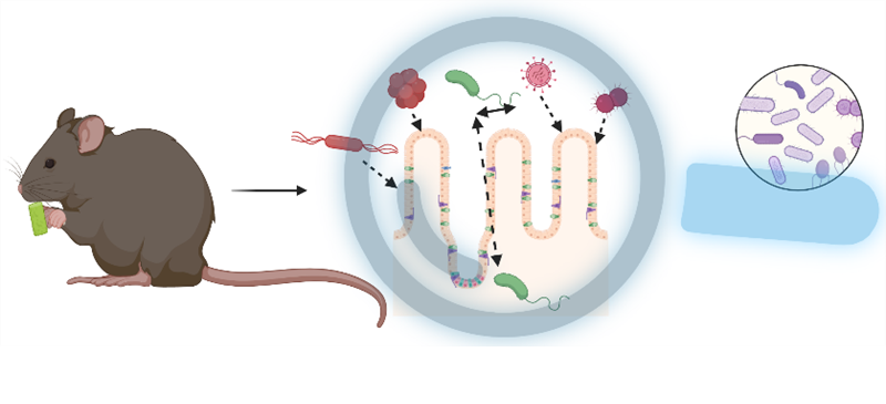 Secure_gut-microbiota.png