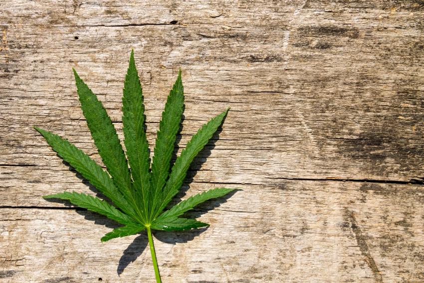 Cannabisplante 