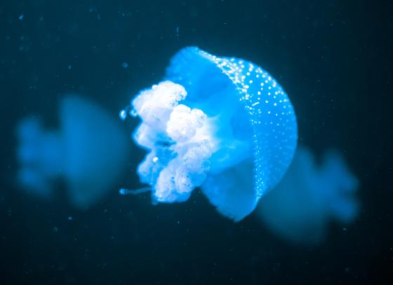 White-spotted jellyfish