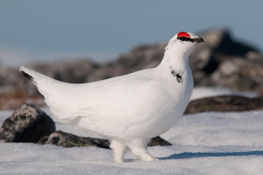 To ryper i sn&oslash; 