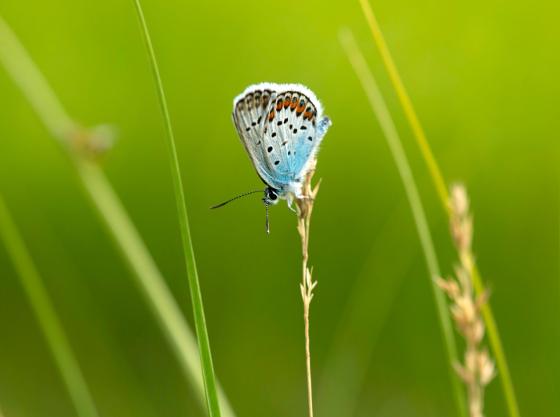 mp62613699-blavinge-i-stampmossens-naturreservat.jpg mp62613699-blavinge-i-stampmossens-naturreservat.jpg