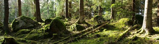 Illustrasjonsbilde for Naturen som læringsarena (for studenter på 3. år GLU)