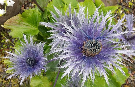 Illustrasjonsbilde for Markedsdag i Botanisk hage