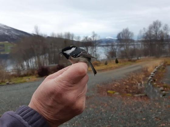 Illustrasjonsbilde for Fugleåret 2025 | Arr: BirdLife Tromsø