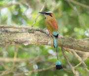 Bilde Costa Rica - globalt ledende innen naturvern | Arr.: BirdLife Tromsø