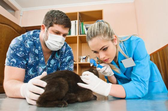 Illustrasjonsbilde for Kurs om granskning av kriminelle handlinger begått mot dyr / Crime Scene Investigation with animals Reloaded!