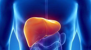 Illustrasjonsbilde for Webinar om bio-konstruksjon av vev og organer / Webinar om Webinar about bioconstruction of tissue and organs