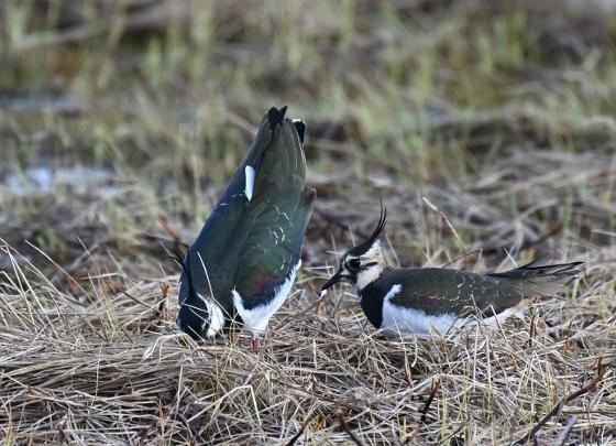 Illustrasjonsbilde for Guidet fugletur på Tisnes med BirdLife Tromsø