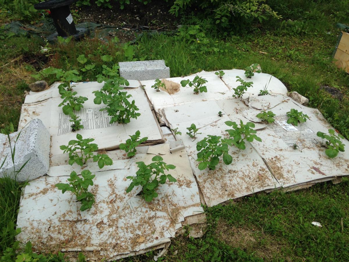 No dig: Den enkleste m&aring;ten &aring; dyrke poteter: dekk plenen med papp, og sett poteter rett i plenen!