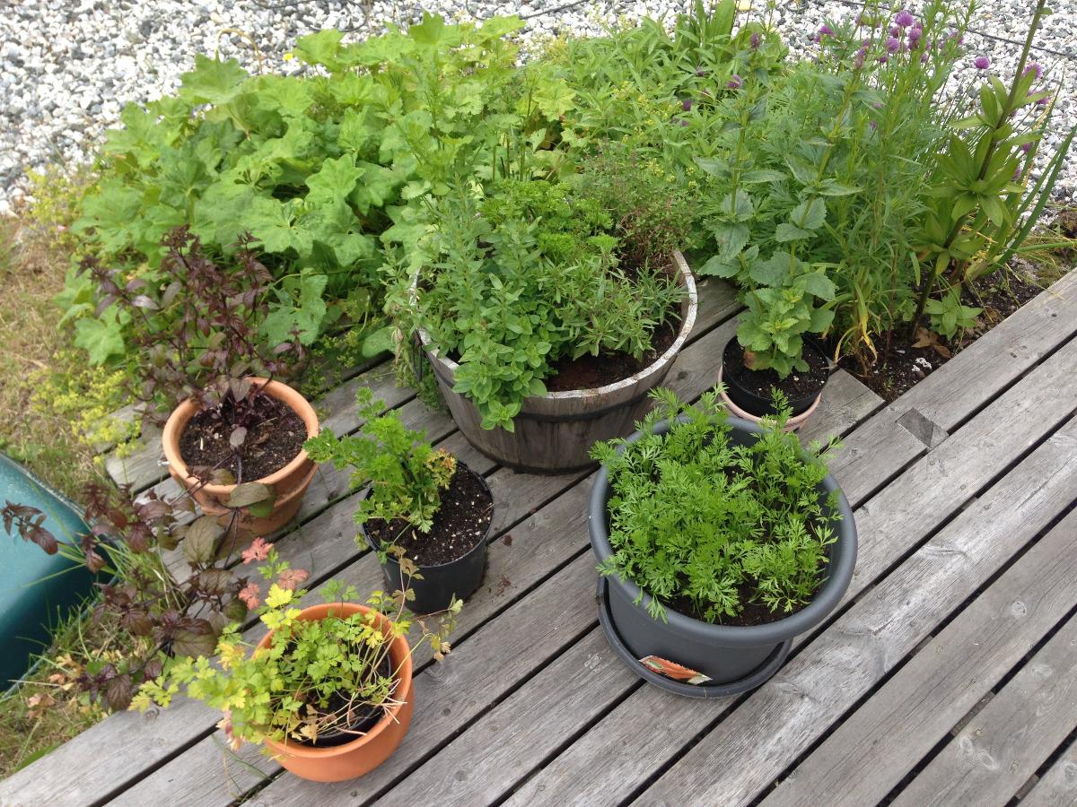 Planter i kasser og krukker p&aring; veranda
