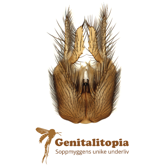 Illustrasjonsbilde for Utstillingsåpning: Genitalitopia - soppmyggens unike underliv