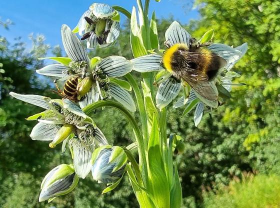 Illustrasjonsbilde for Markedsdag i Botanisk hage med kurs, utstilling og plantesalg